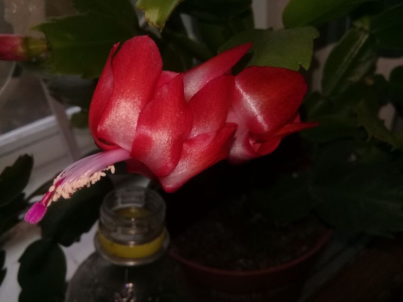  - Schlumbergera 2014-prezent