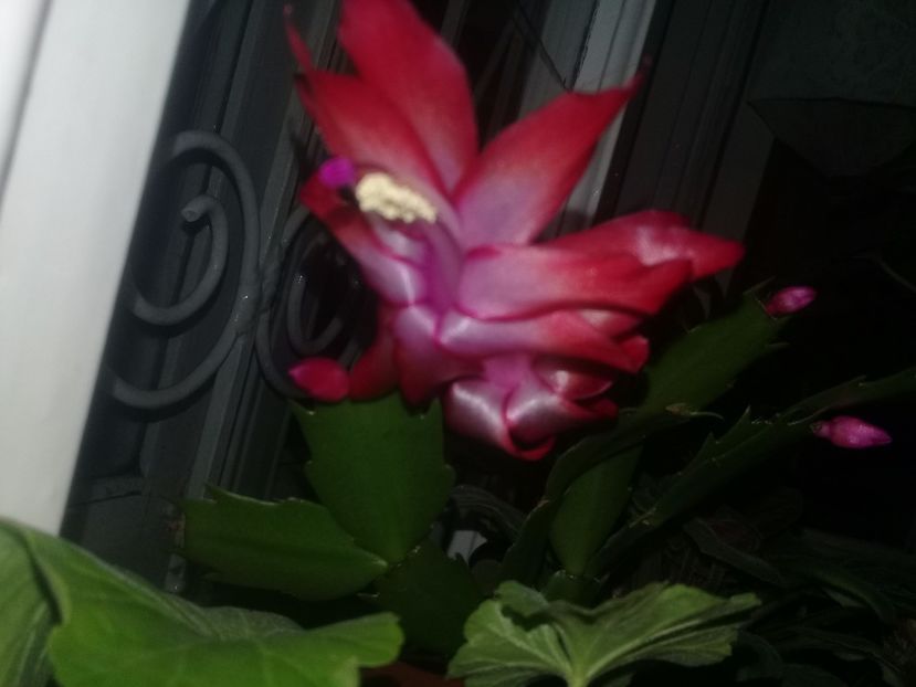  - Schlumbergera 2014-prezent