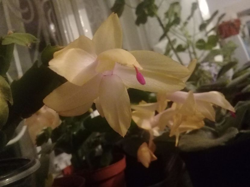  - Schlumbergera 2014-prezent