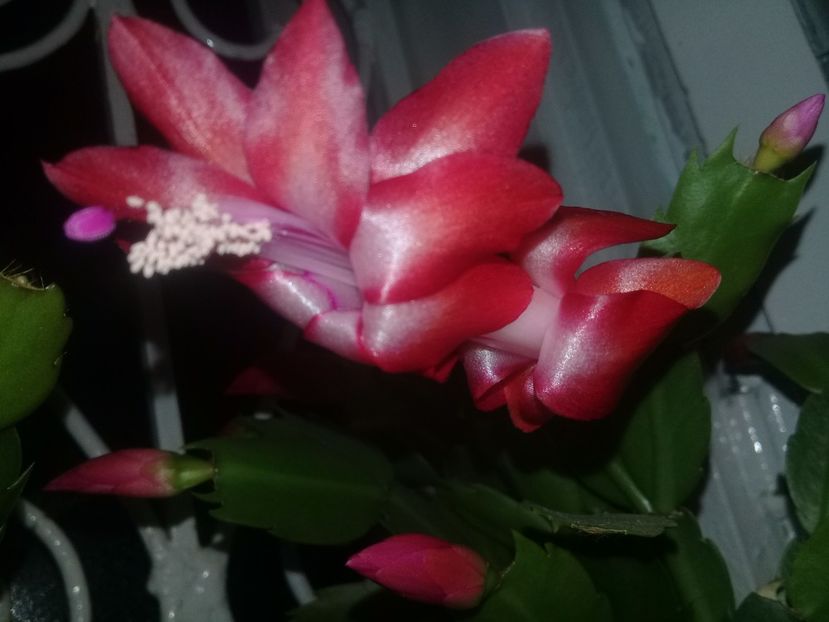  - Schlumbergera 2014-prezent