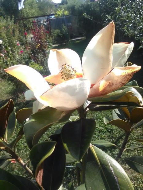 Magnolia  Grandiflora - Magnolii 2017-2018
