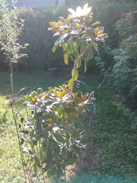 Grandiflora - Magnolii 2017-2018