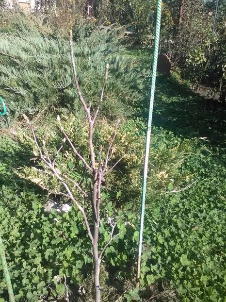 Magnolia Rustica Rubra - Magnolii 2017-2018