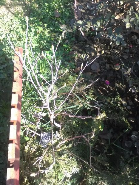 Stellata - Magnolii 2017-2018