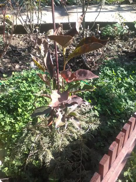 Soulangeana - Magnolii 2017-2018