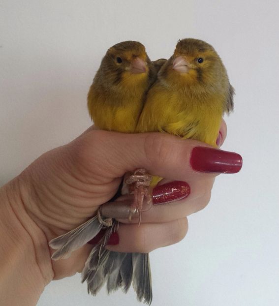 MYXJ_20171128131920_fast - CANARI_  o noua pasiune