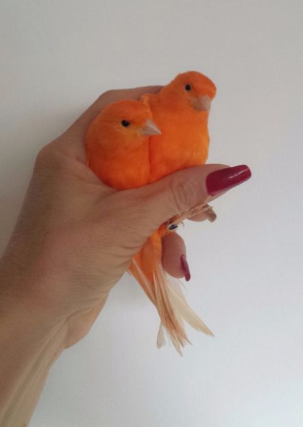 MYXJ_20171128131825_fast - CANARI_  o noua pasiune