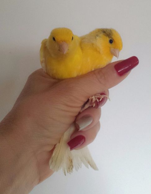 MYXJ_20171128131756_fast - CANARI_  o noua pasiune