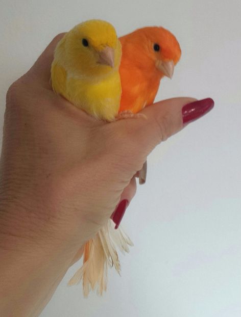 MYXJ_20171128131721_fast - CANARI_  o noua pasiune