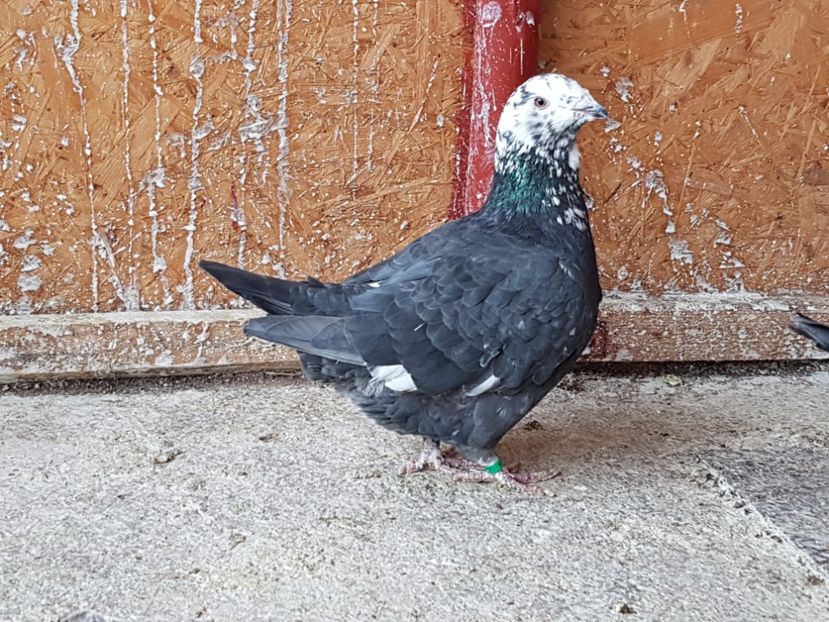 Femela 2017 - amintiri