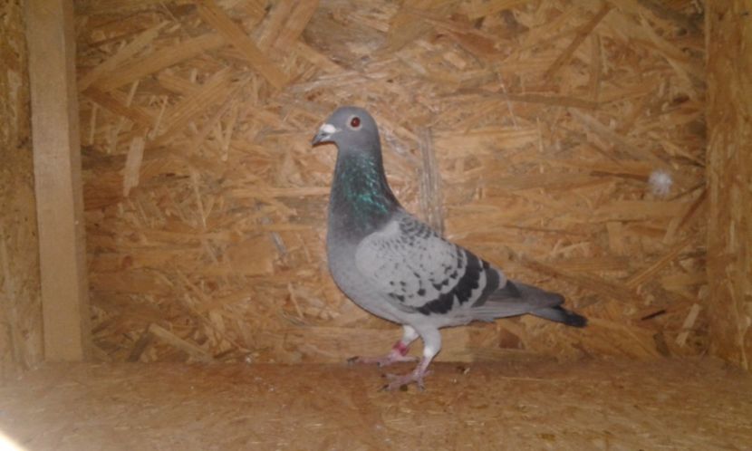 Ro 2017 m - Perechea nr 3