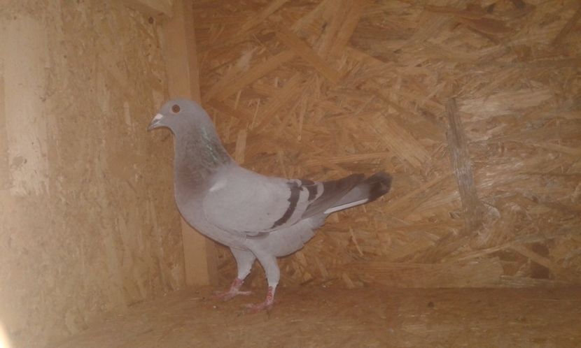 R0 2017 f - Perechea nr 3