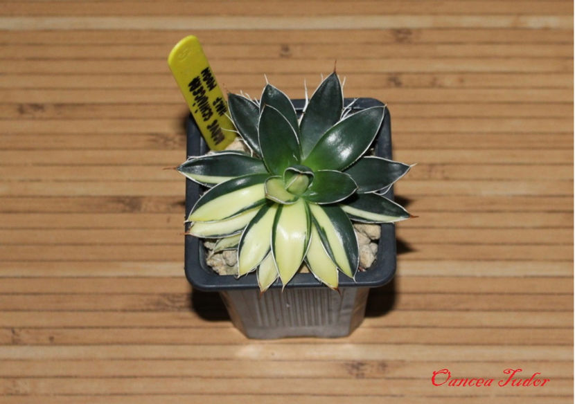 Agave Schidigera Half Moon - Agave Filifera