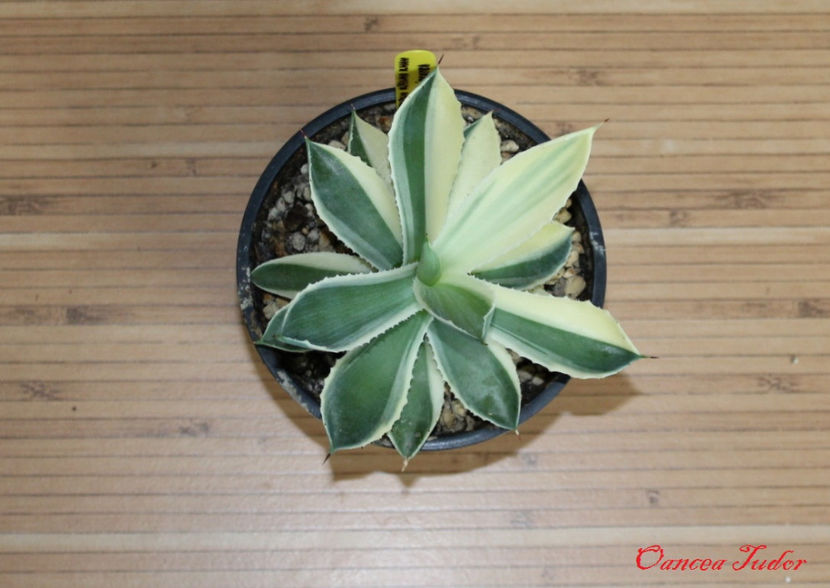 Agave Potatorum Kissho Khan Sectoral Variegated - Agave Potatorum