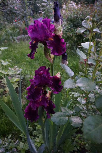 Cherry Glenn - Irisi 2017