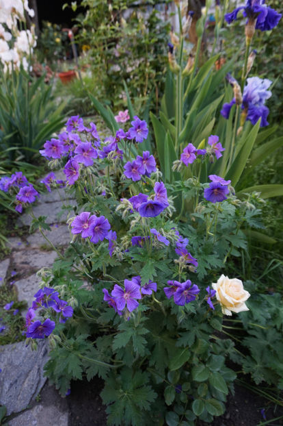  - Geranium si alte perene