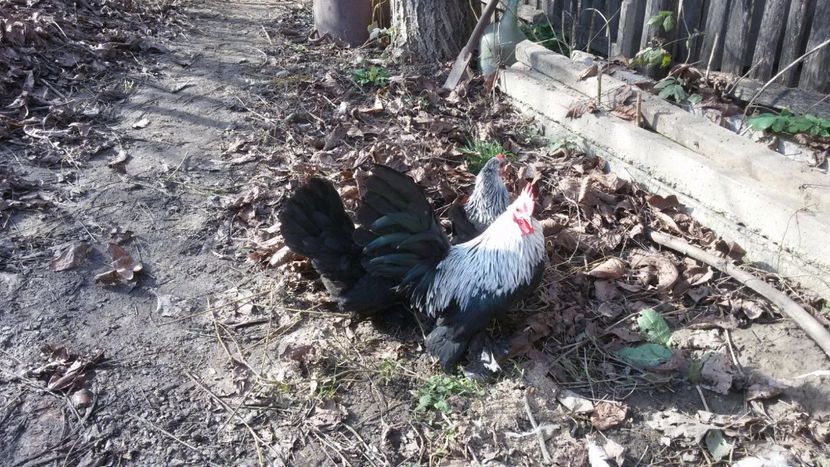 IMG-20171126-WA0030 - Mii de Flori mesteacan