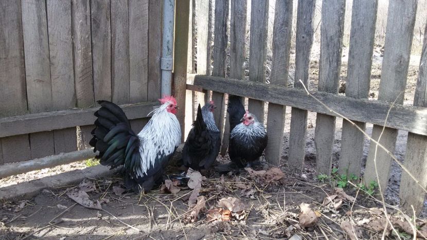 IMG-20171126-WA0036 - Mii de Flori mesteacan