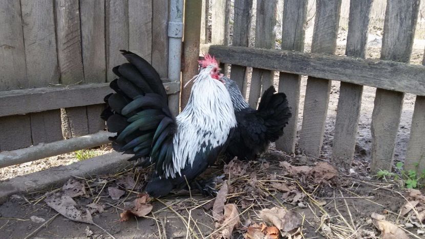 IMG-20171126-WA0034 - Mii de Flori mesteacan