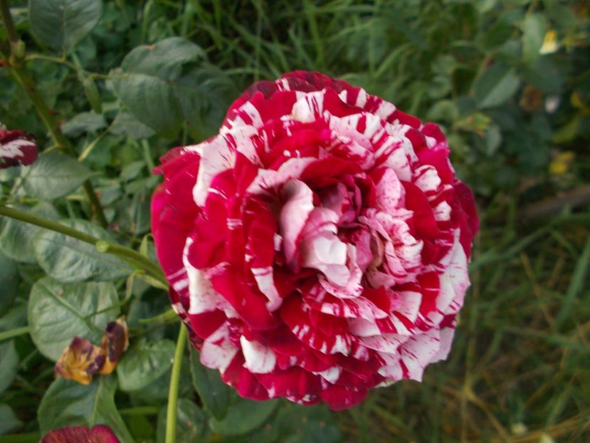 2017 - Julio Iglesias