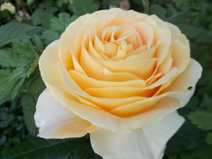 2017 - Charles Darwin