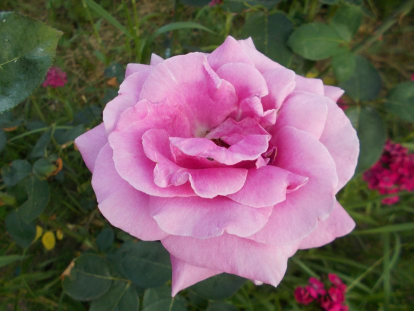 2017 - Mainzer Fastnacht