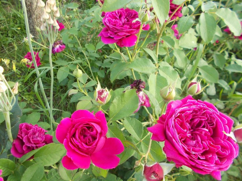 2017 - William Shakespeare 2000