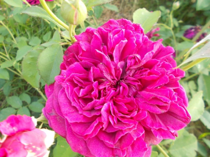  - William Shakespeare 2000