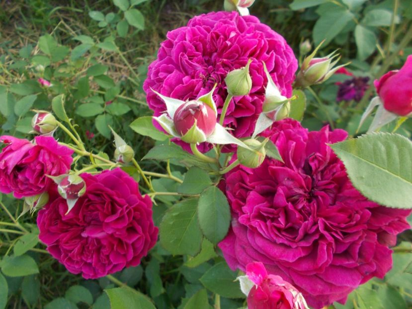  - William Shakespeare 2000