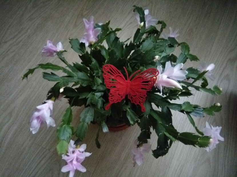 27.11.017 - Schlumbergera 2014-2020