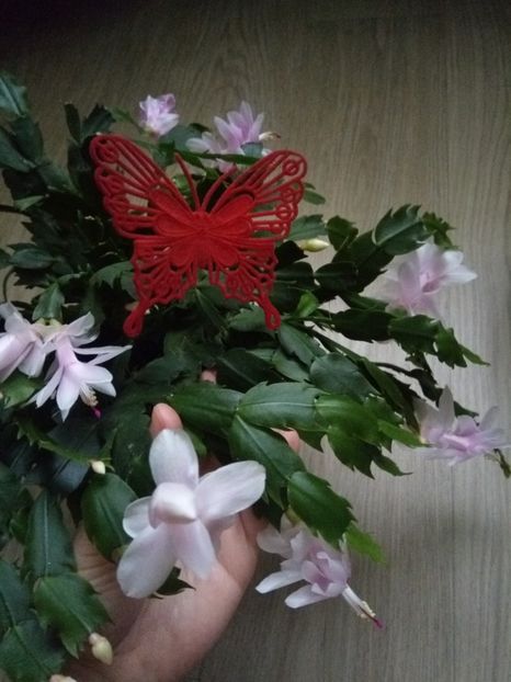 Frumusica - Schlumbergera 2014-2020