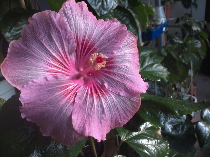 WIN_20171129_081656 - Tahitian Raspberry Star