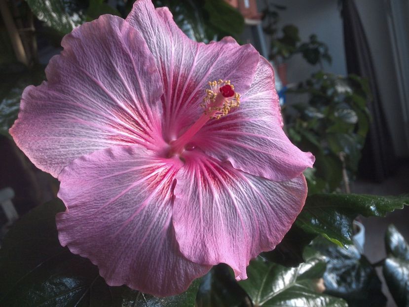 WIN_20171129_081702 - Tahitian Raspberry Star