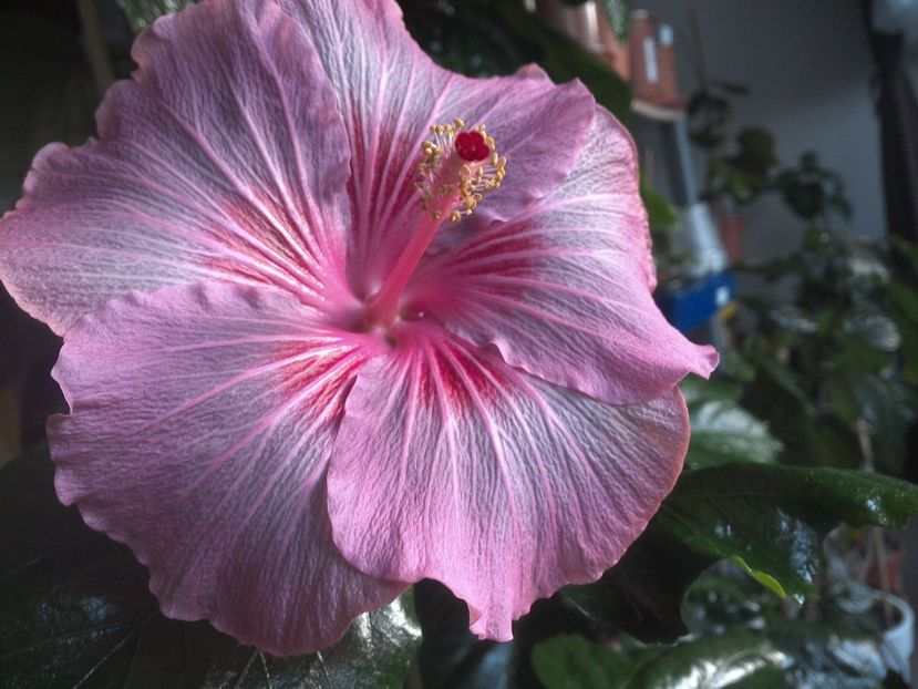 WIN_20171129_081711 - Tahitian Raspberry Star