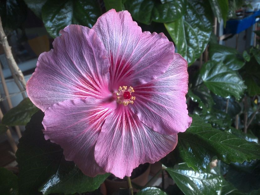 WIN_20171129_081723 - Tahitian Raspberry Star