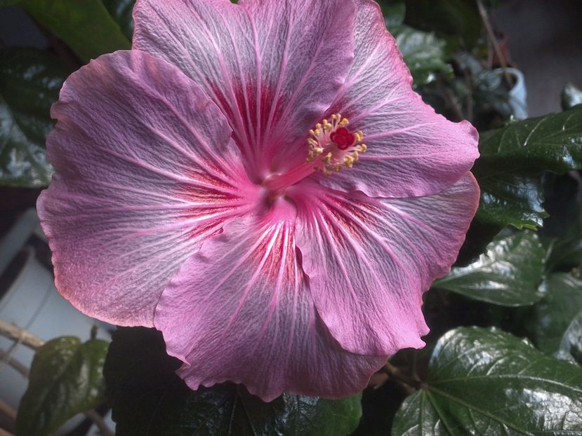 WIN_20171129_081734 - Tahitian Raspberry Star