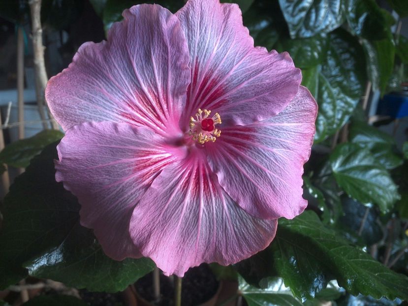 WIN_20171129_081759 - Tahitian Raspberry Star