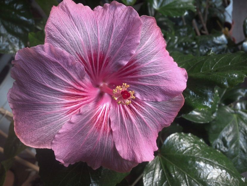 WIN_20171129_081744 - Tahitian Raspberry Star