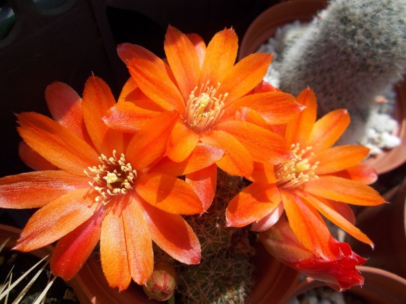  - Cactusi si Suculente_2017