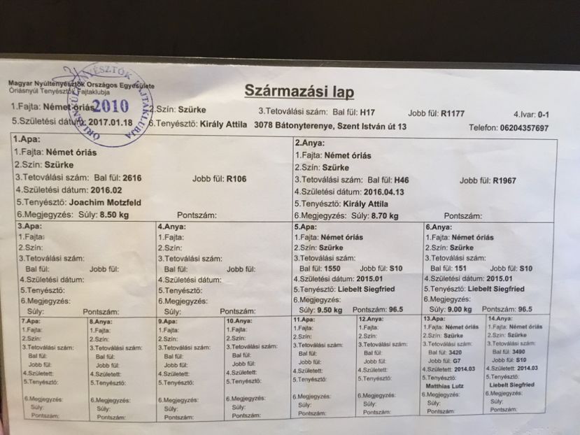 H17 R1177(F1) Kiraly-Motzfeld - FEMELE MATCA 2018