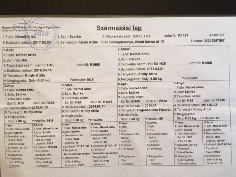 H27 R1194(F3) Kiraly - FEMELE MATCA 2018