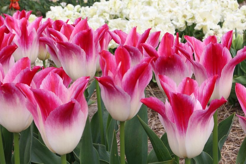 whispering dream - 001 achizitii bulbi