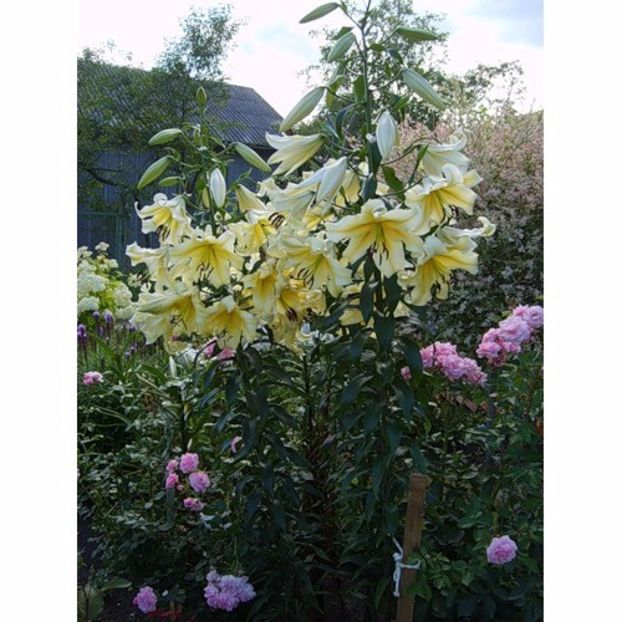 honeymoon - 001 achizitii bulbi