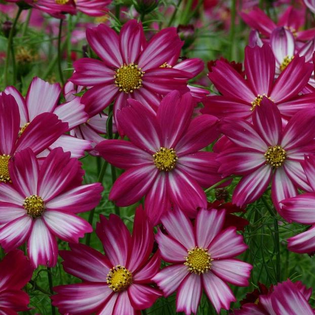 Seminte flori Cosmos Cosimo Red-White - Seminte de Fluturasi - Cosmos Cosimo Red-White