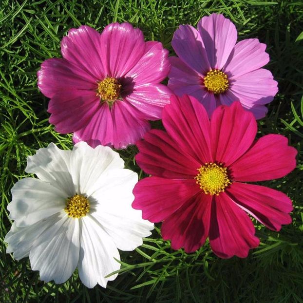 Seminte flori Cosmos Sensation Mixed - Fluturasi - Seminte de Fluturasi Mix - Cosmos Sensation Mixed