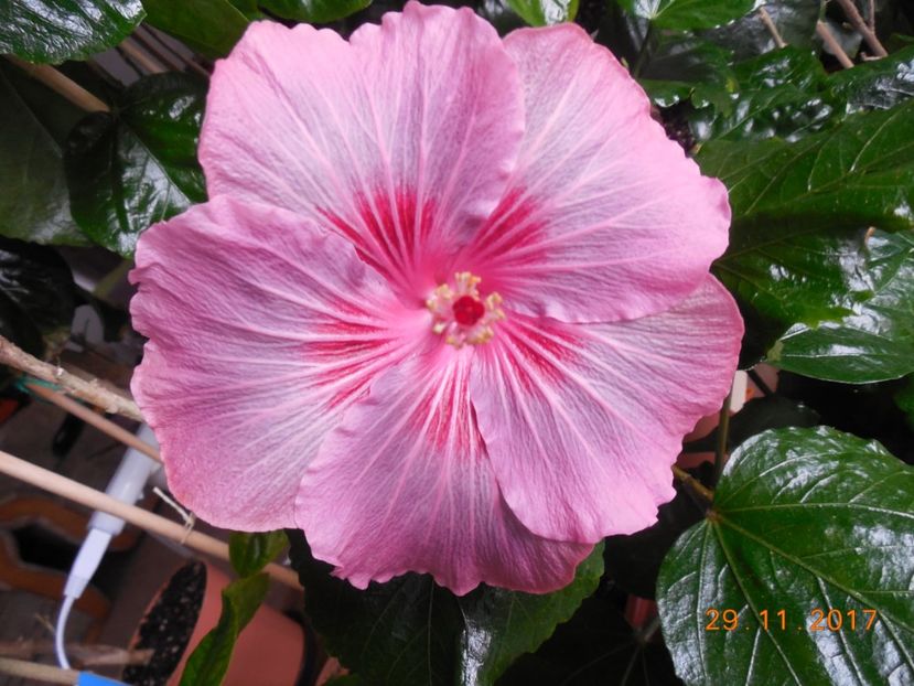  - Tahitian Raspberry Star