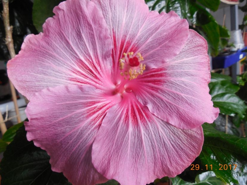  - Tahitian Raspberry Star