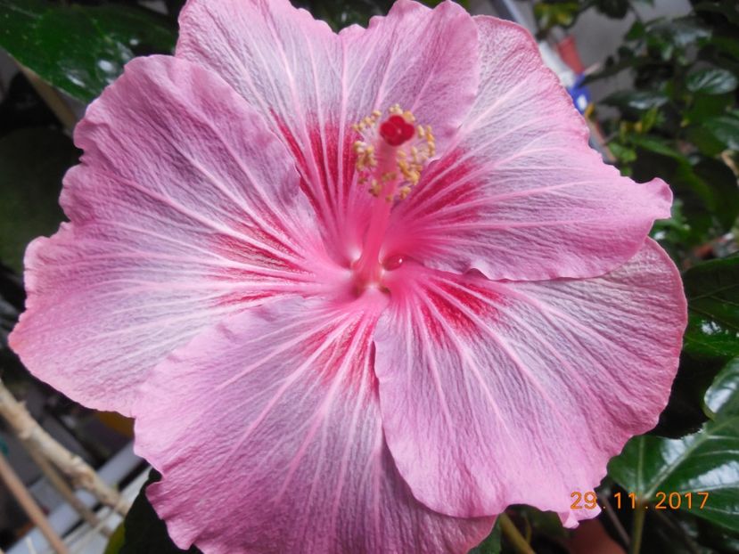  - Tahitian Raspberry Star