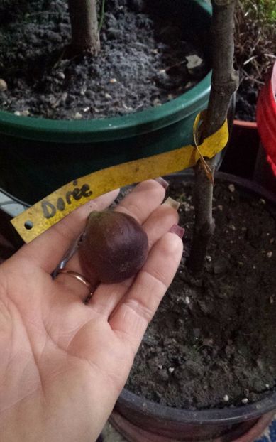 20171129_134810-1 - Goutte d or