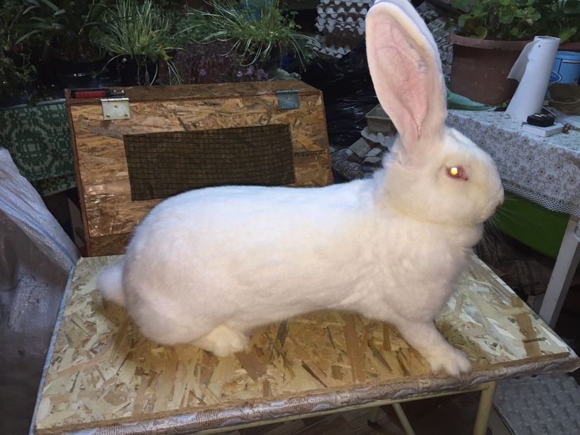 0-1....8,2 Kg - 0 Lotul meu Național la alb ptr 2017